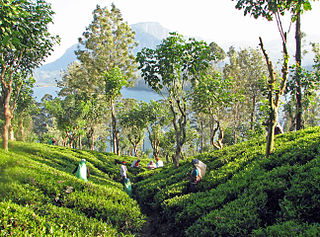 Teeplantage in der Nähe von Kandy, Sri Lanka - Bildnachweis: Bernard Gagnon